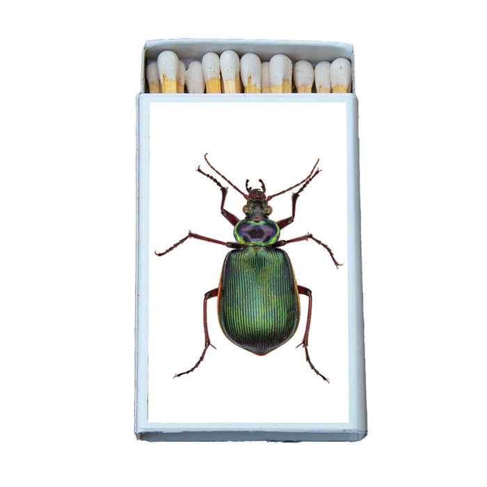 Beetle Matchbox