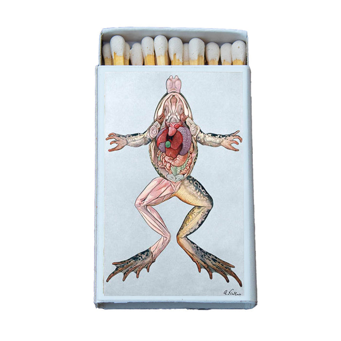 Anatomy Frog Matchbox