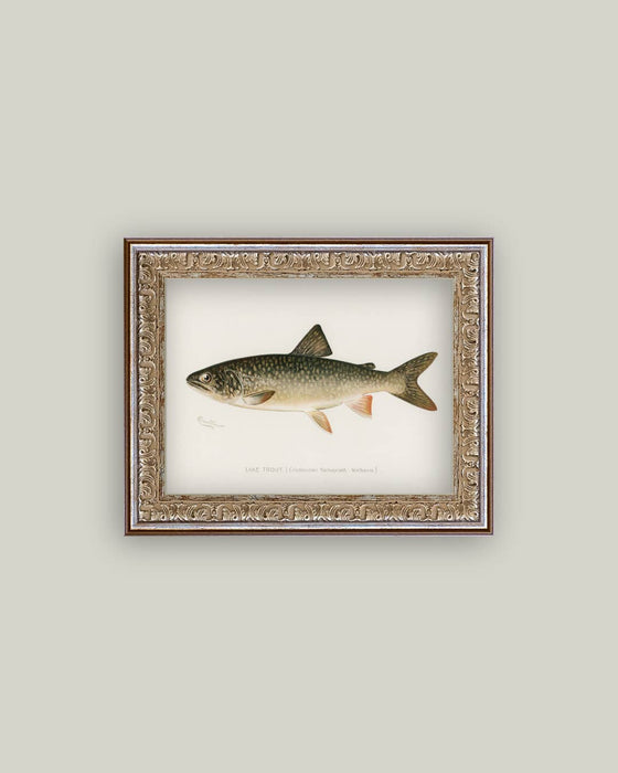 Lake Trout Framed Antique Art